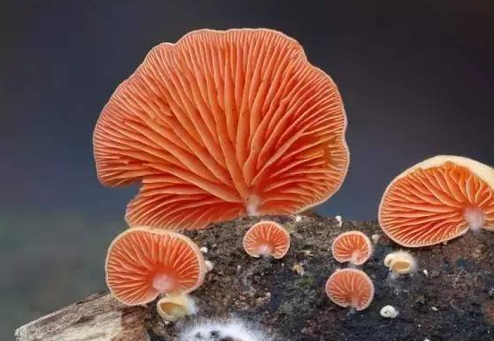 校園文化的主流與非主流之分簡述！